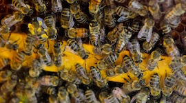 Perspective: Cash, Trees, Honey and Bees - Enticing Farmers to Eco ...
